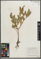Foto von Salix myrtillifolia Anderson